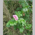 kl-005b-poe--06-14-rose.jpg