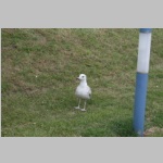 poel-014.jpg