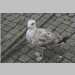 poel-032.jpg