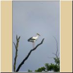 -23-05-5-Delbrueck-Storch-1.jpg